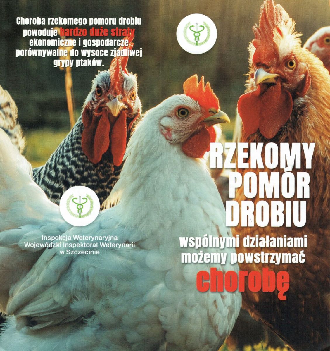 Zdjęcie: Rzekomy pomór drobiu (ND) – ulotka informacyjna